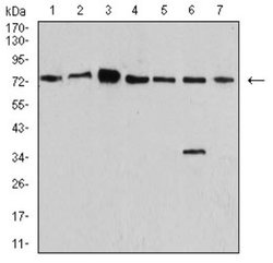 Synapsin I Antibody (7H10G6) - BSA Free, Novus Biologicals 0.1 mL | Buy Online | Novus Biologicals | Fisher Scientific